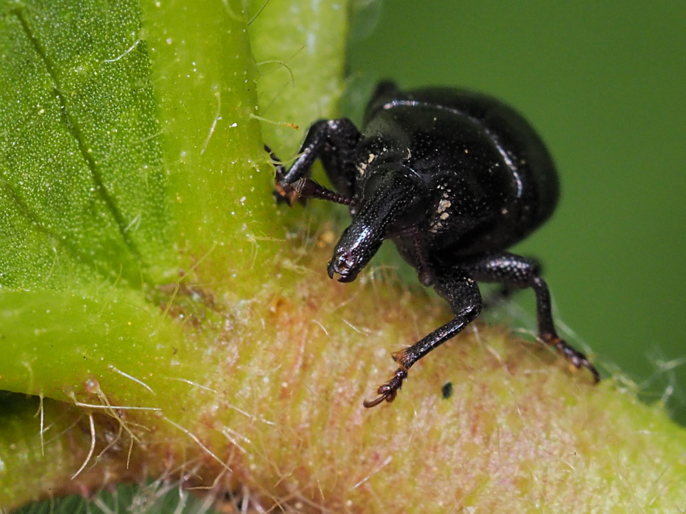 Curculionidae: Malvaevora timida? S.