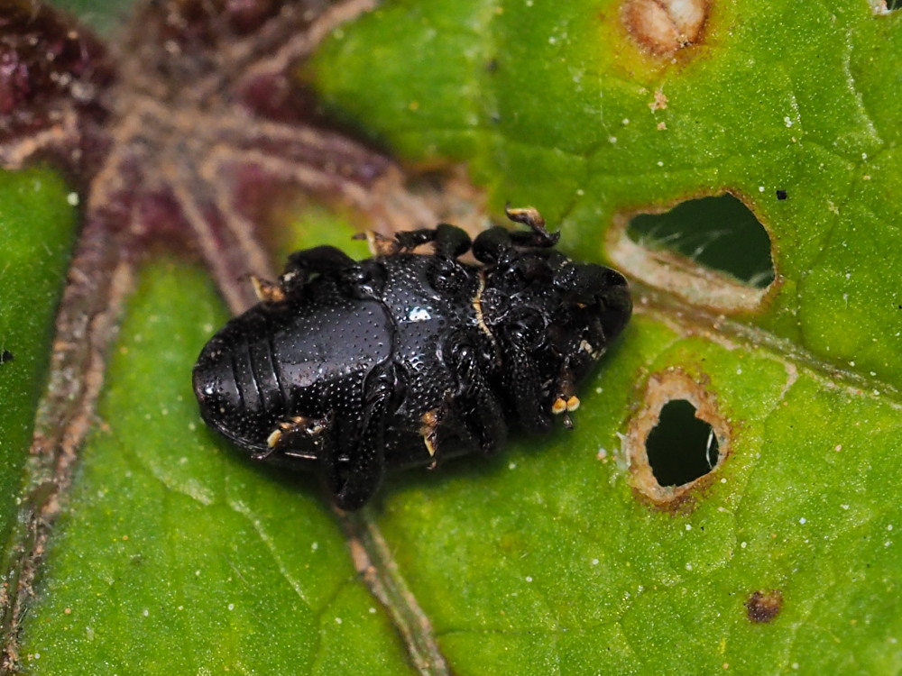 Curculionidae: Malvaevora timida? S.