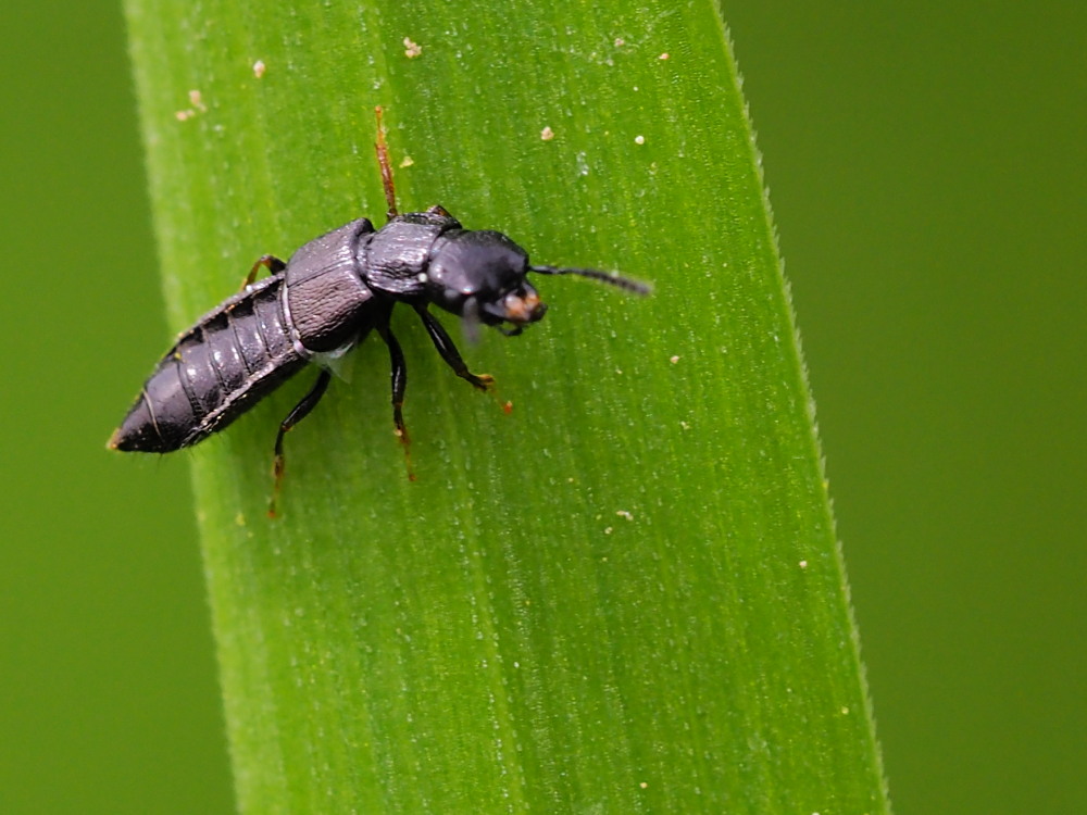 Staphylinidae da identificare