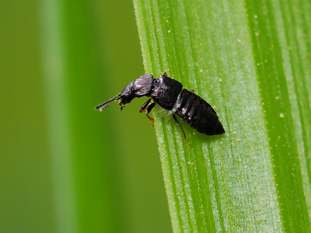 Staphylinidae da identificare