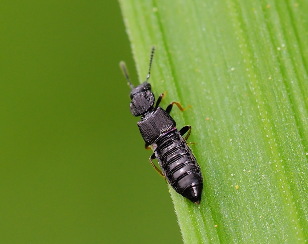 Staphylinidae da identificare