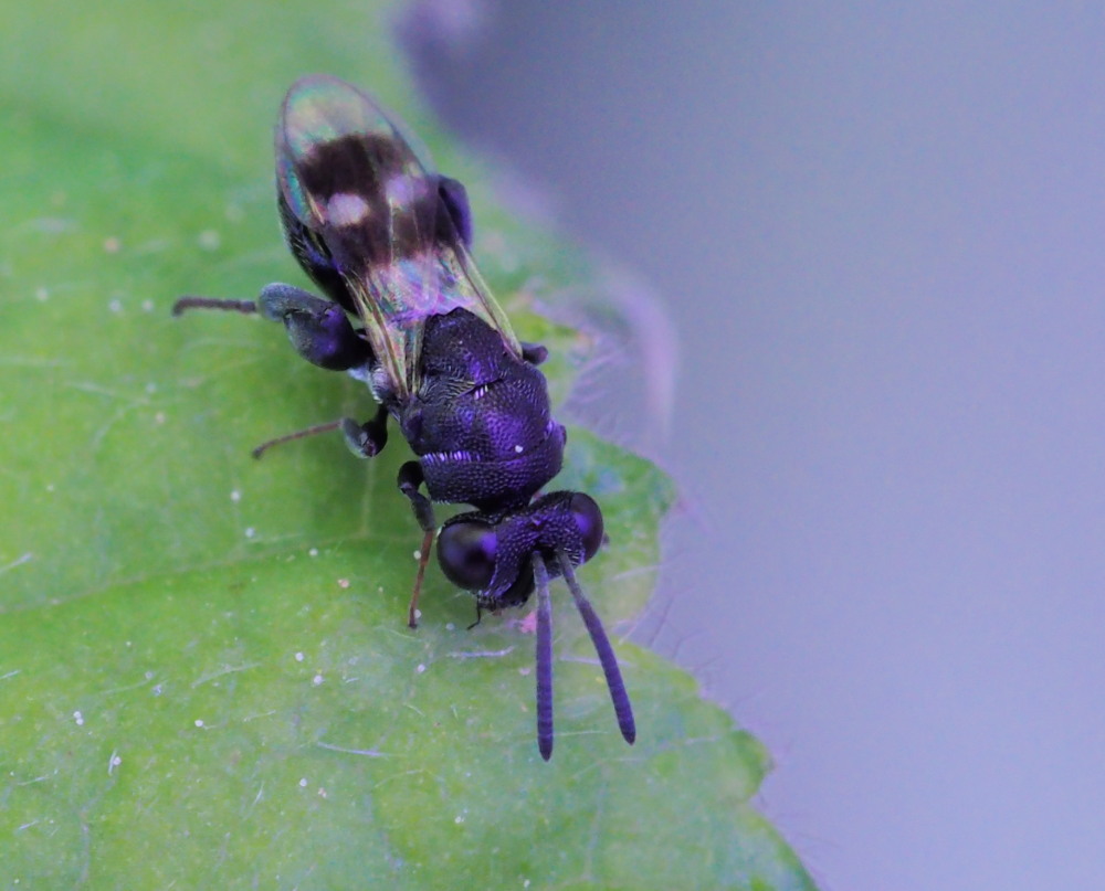 Chalcididae da identificare 1