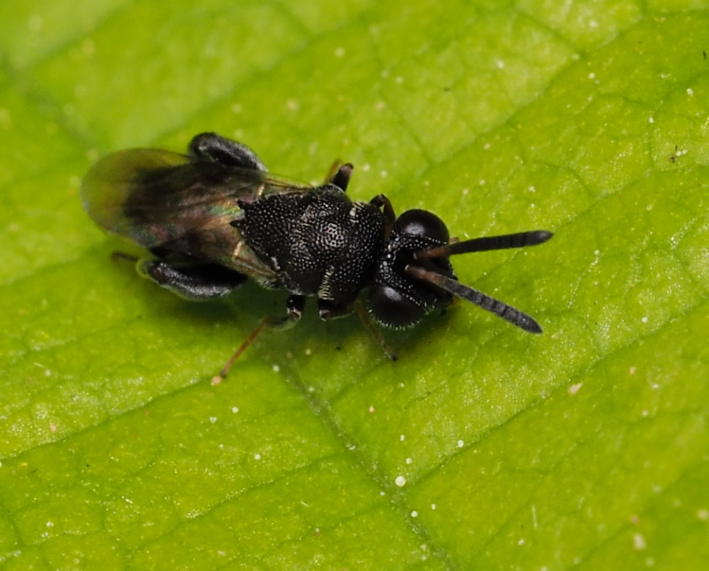Chalcididae da identificare 2