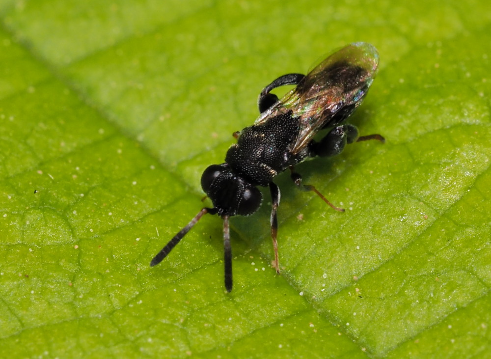 Chalcididae da identificare 2