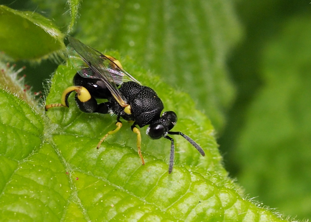 Chalcididae da identificare 3