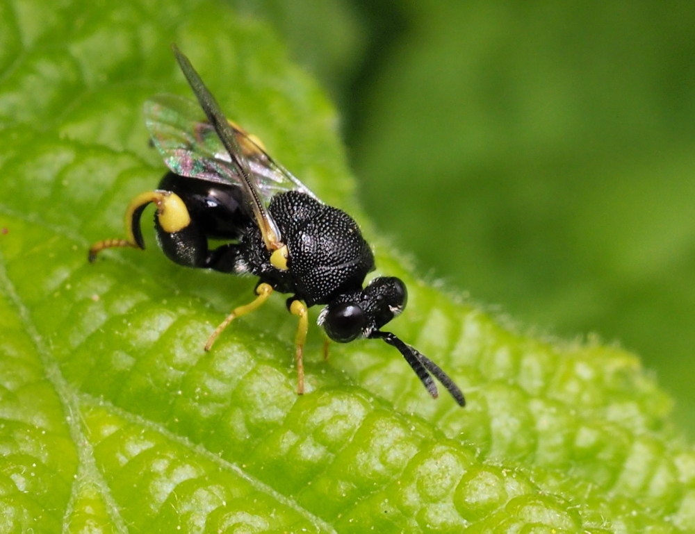 Chalcididae da identificare 3