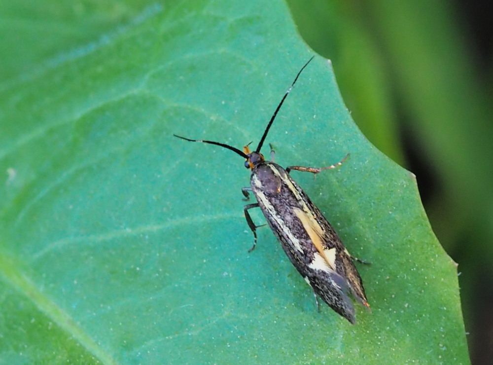 Esperia sulphurella (Oecophoridae)