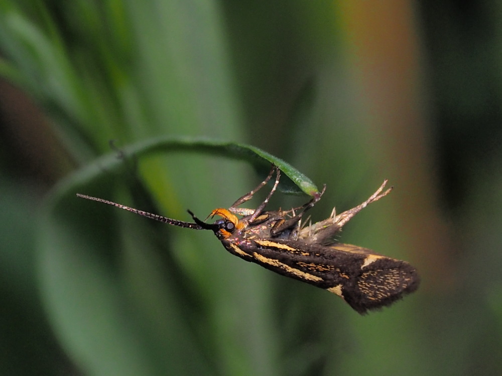 Esperia sulphurella (Oecophoridae)