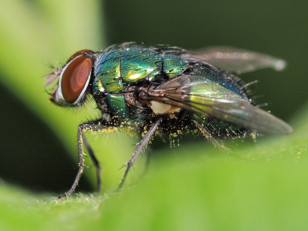 Calliphoridae:  Lucilia sp.?  S, Lucilia caesar o illustris, maschio