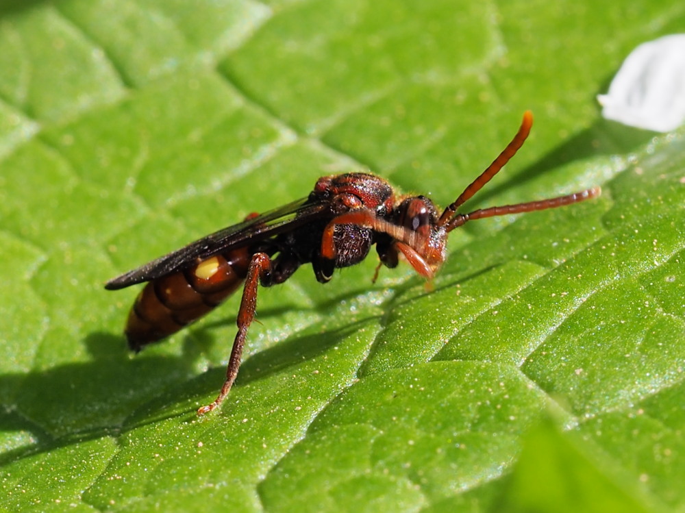 Apidae: Nomada  sp.?  S !