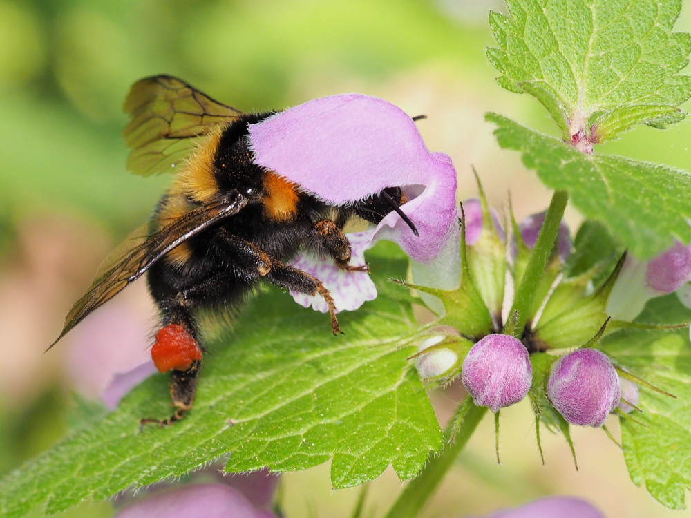 Apidae: Bombus (Megabombus) ruderatus atrocorbiculosus.