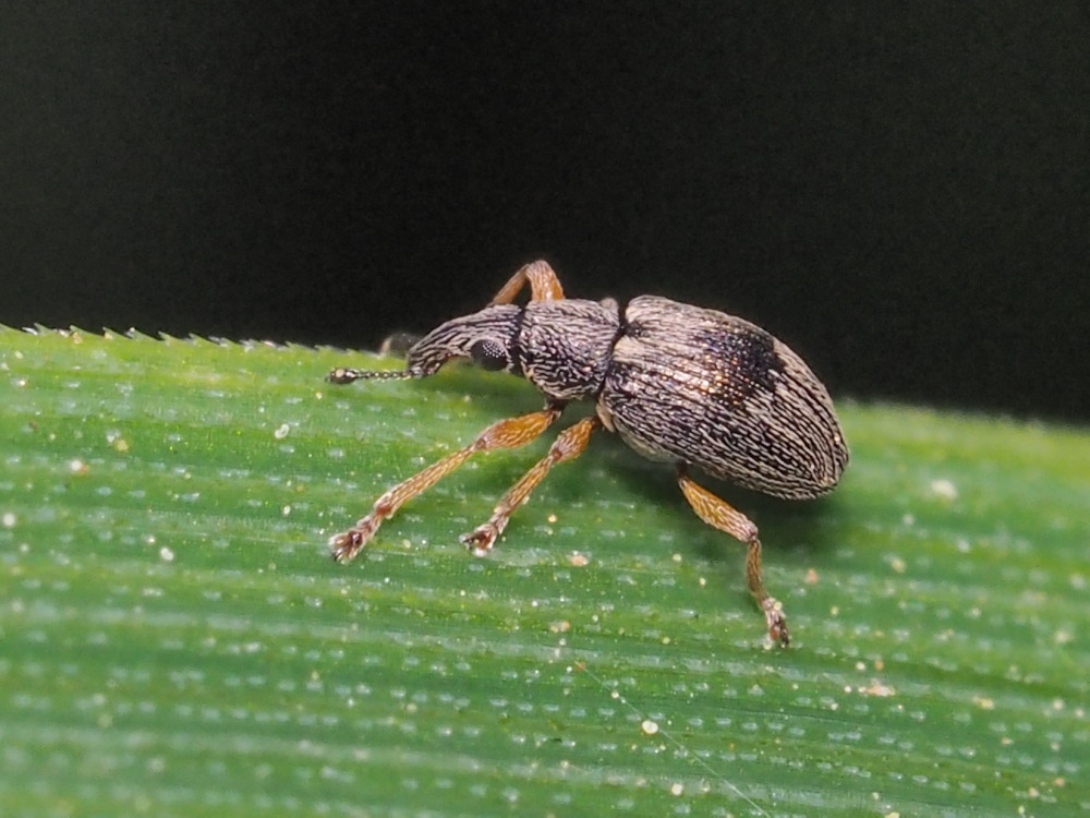 Apionidae?  Sì, Kalcapion semivittatum ssp. semivittatum