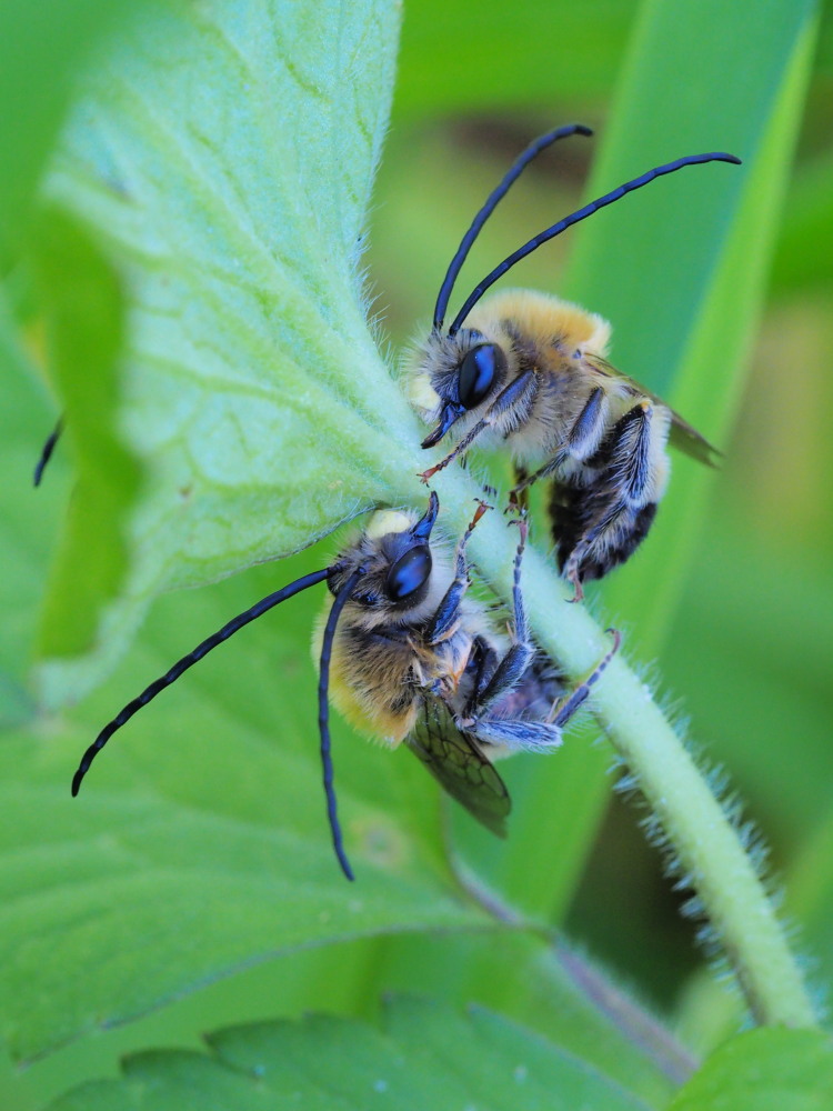 Apidae: Eucera sp?  S, maschi