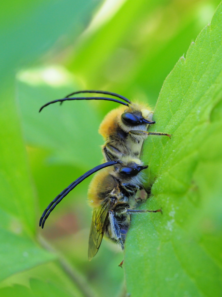 Apidae: Eucera sp?  S, maschi
