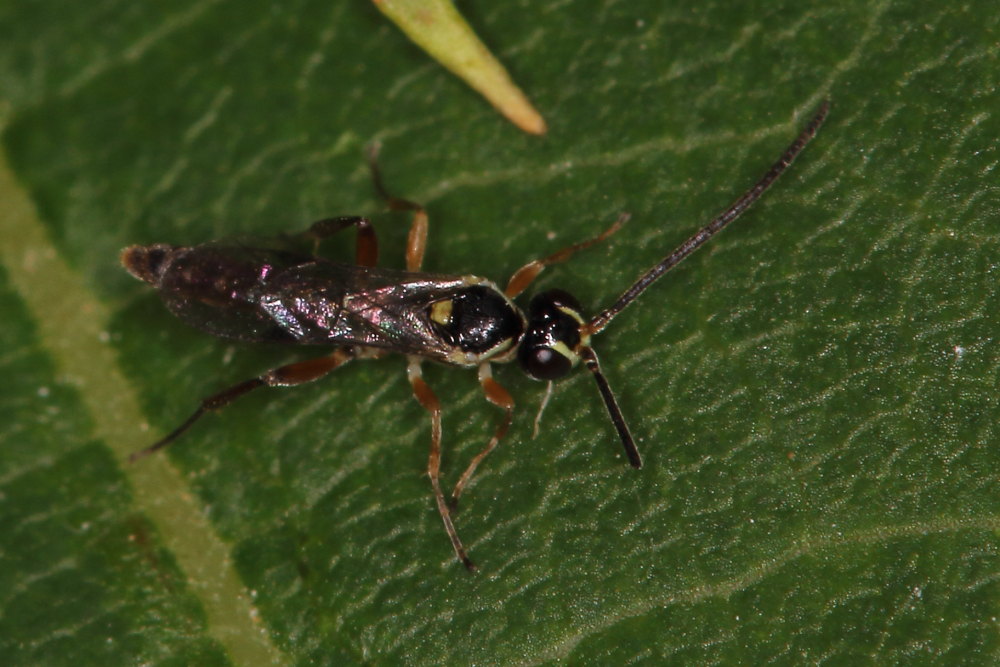 Ichneumonidae? S,  Ichneumoninae cfr. Phaeogenini, femmina