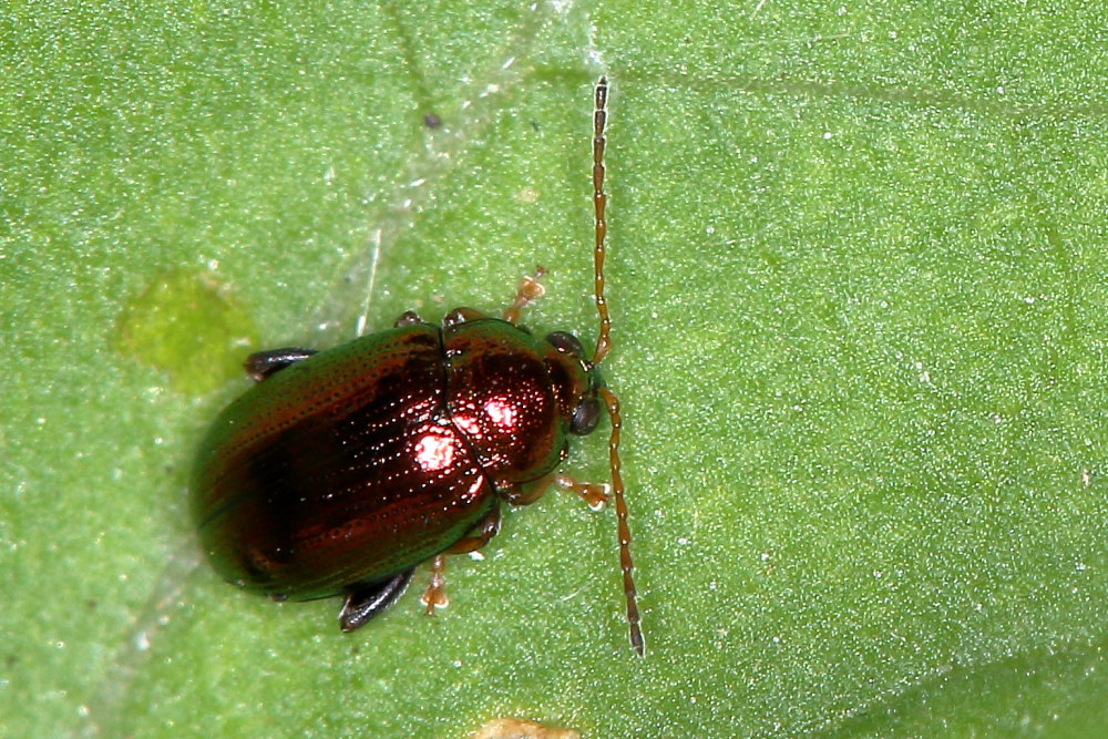 Chrysomelidae:   Crepidodera aurea