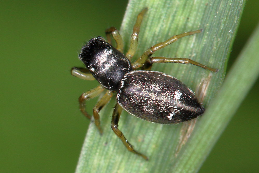 Salticidae da identificare