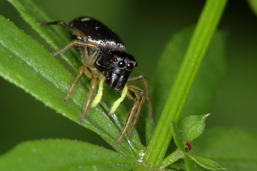 Salticidae da identificare