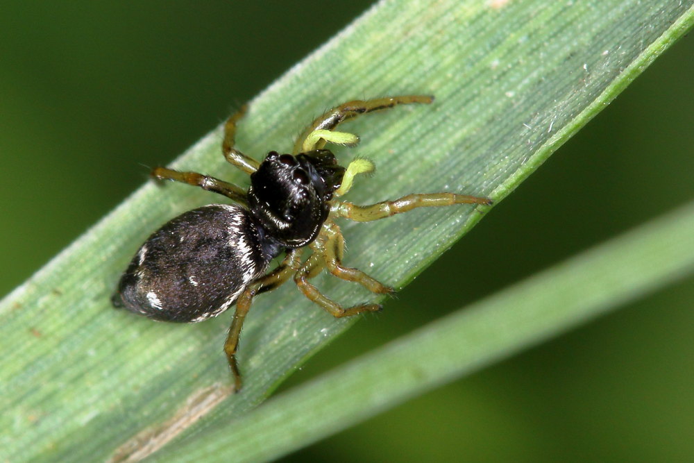 Salticidae da identificare