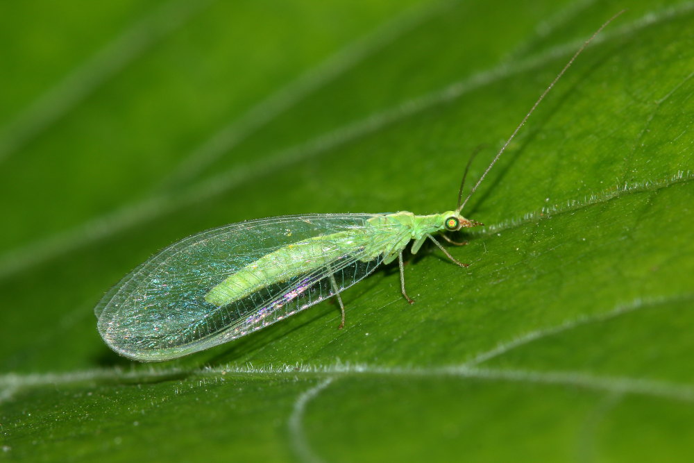 Da identificare: cfr. Chrysoperla sp.