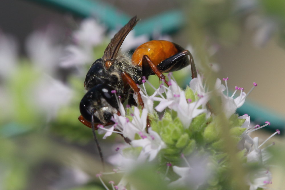 Sphex flavipennis? Pi probabile Sphex funerarius