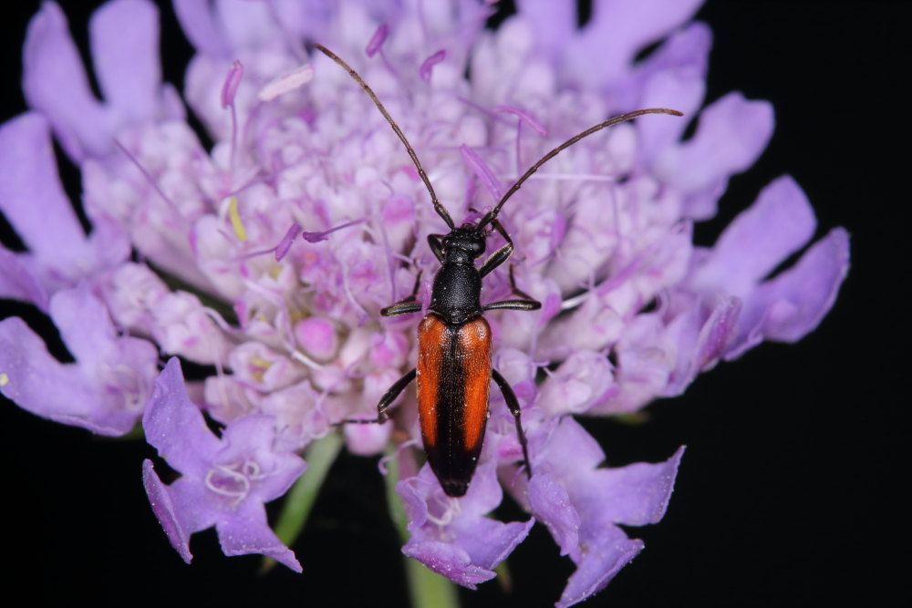 Stenurella melanura?  S !