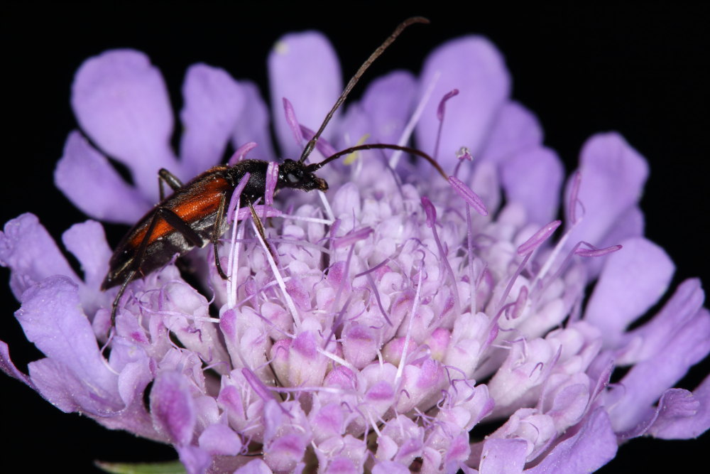 Stenurella melanura?  S !