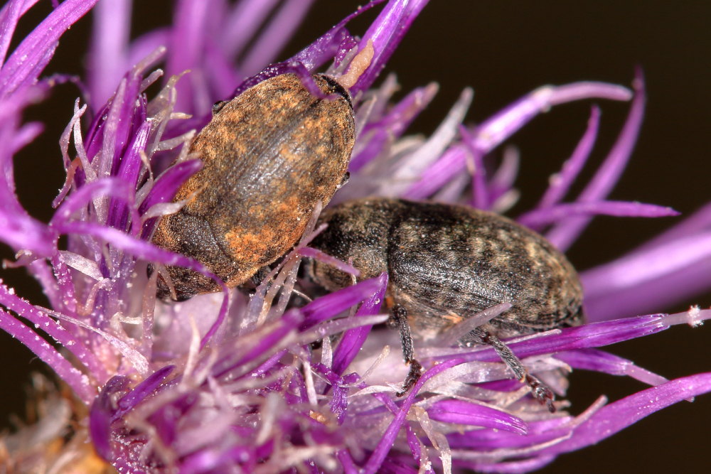 Curculionidae: Larinus obtusus