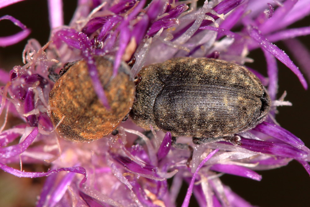 Curculionidae: Larinus obtusus