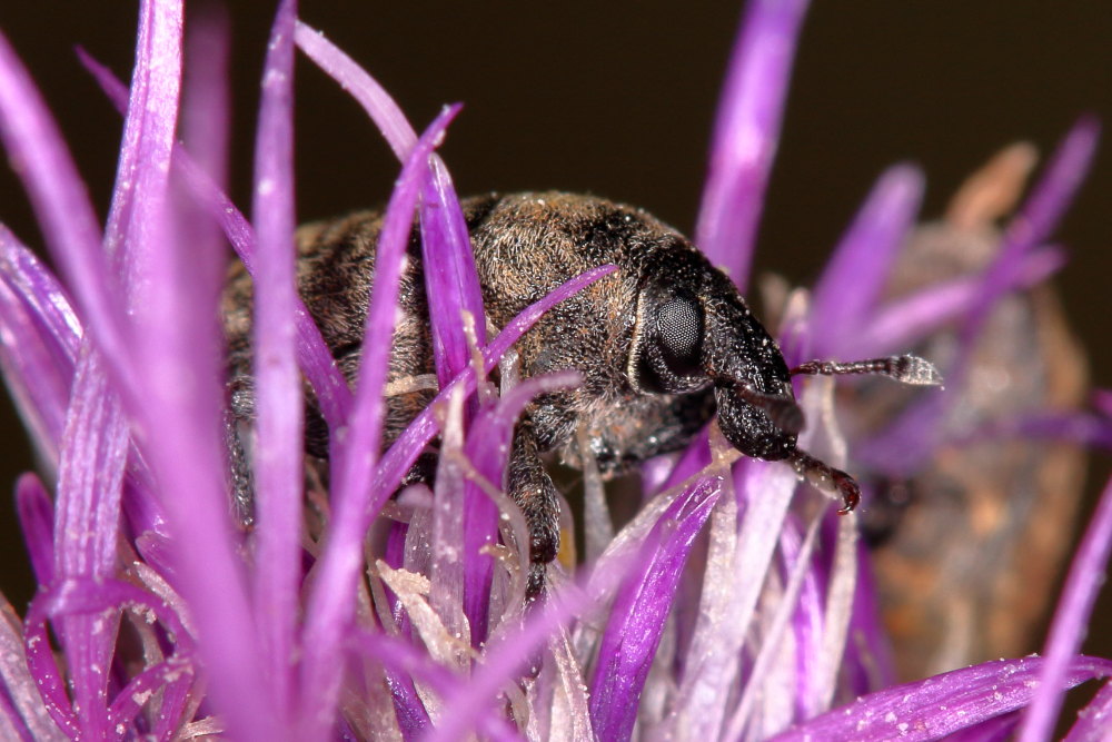 Curculionidae: Larinus obtusus