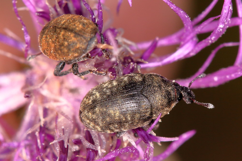 Curculionidae: Larinus obtusus