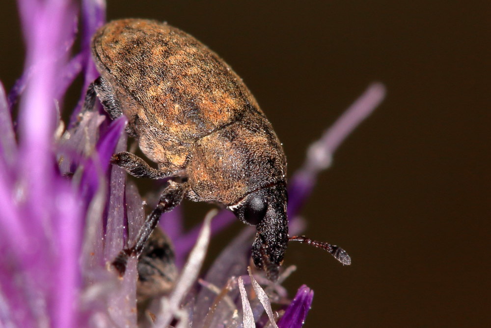 Curculionidae: Larinus obtusus