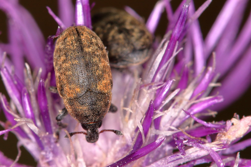 Curculionidae: Larinus obtusus