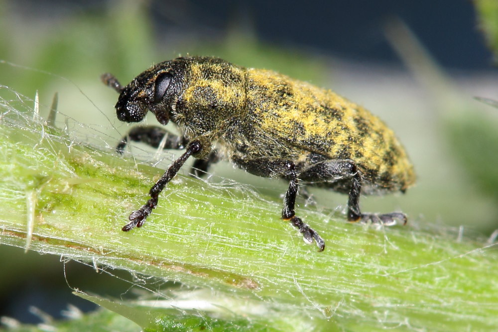 Curculionidae: Rhinocyllus conicus