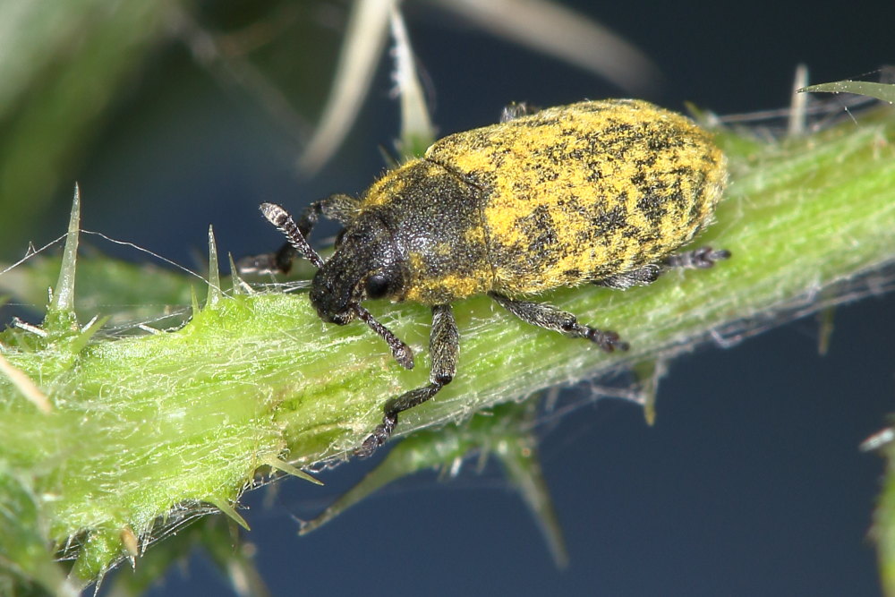 Curculionidae: Rhinocyllus conicus