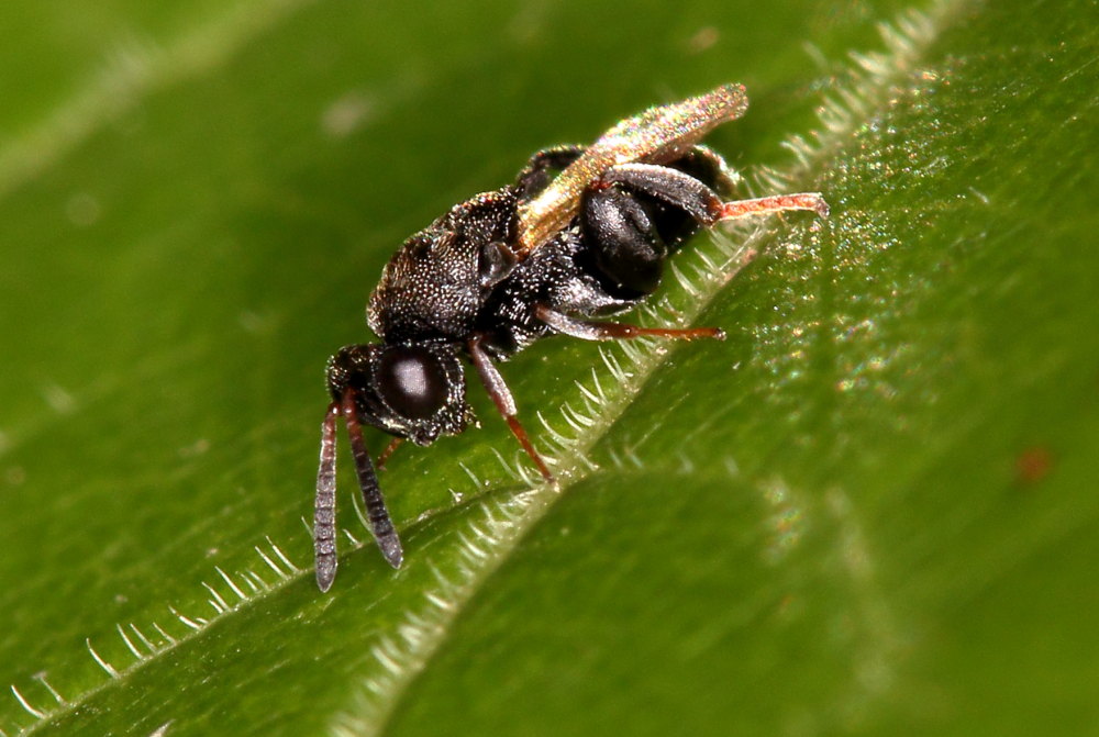 Microimenottero: Chalcididae