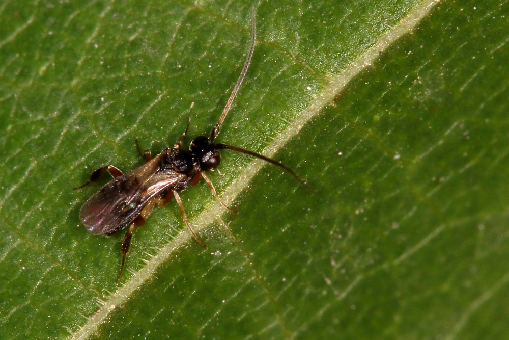 Microimenottero: Braconidae cfr. Cheloninae