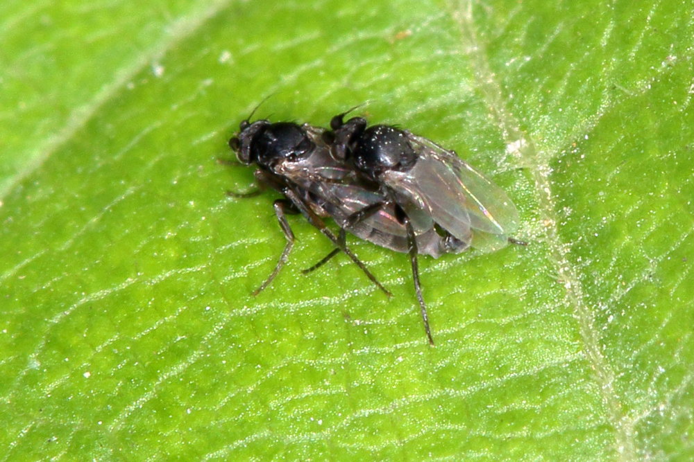 Da identificare:  fam. Phoridae