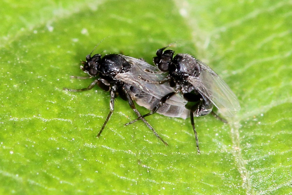 Da identificare:  fam. Phoridae