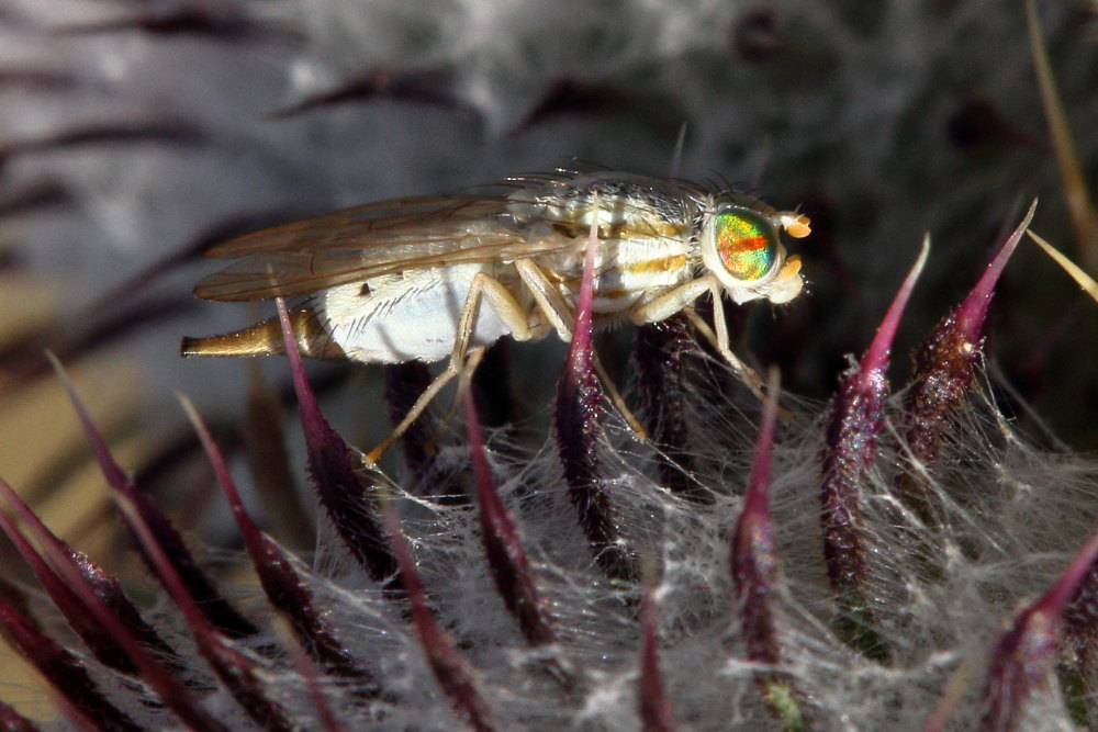 Tephritidae:  Terellia longicauda?  S, femmina