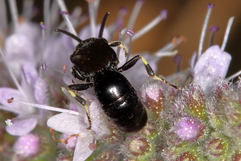 Apidae Colletinae: Hylaeus sp.