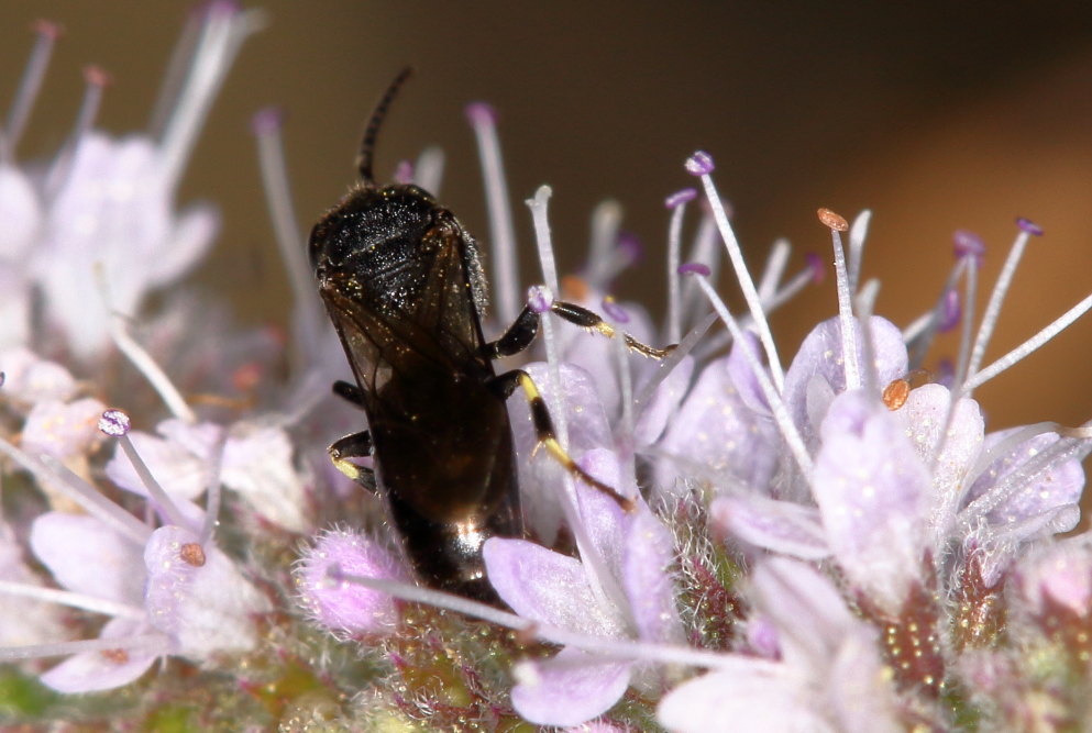 Apidae Colletinae: Hylaeus sp.