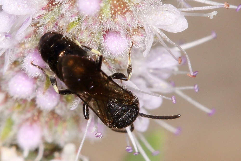 Apidae Colletinae: Hylaeus sp.