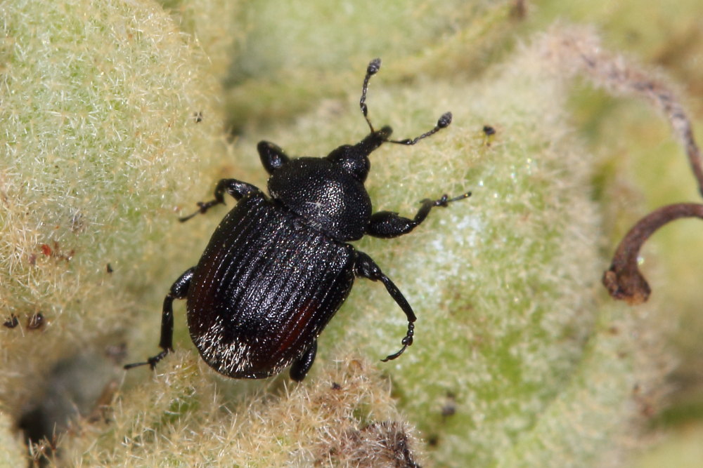 Curculionidae:  Rhinusa cfr. tetra