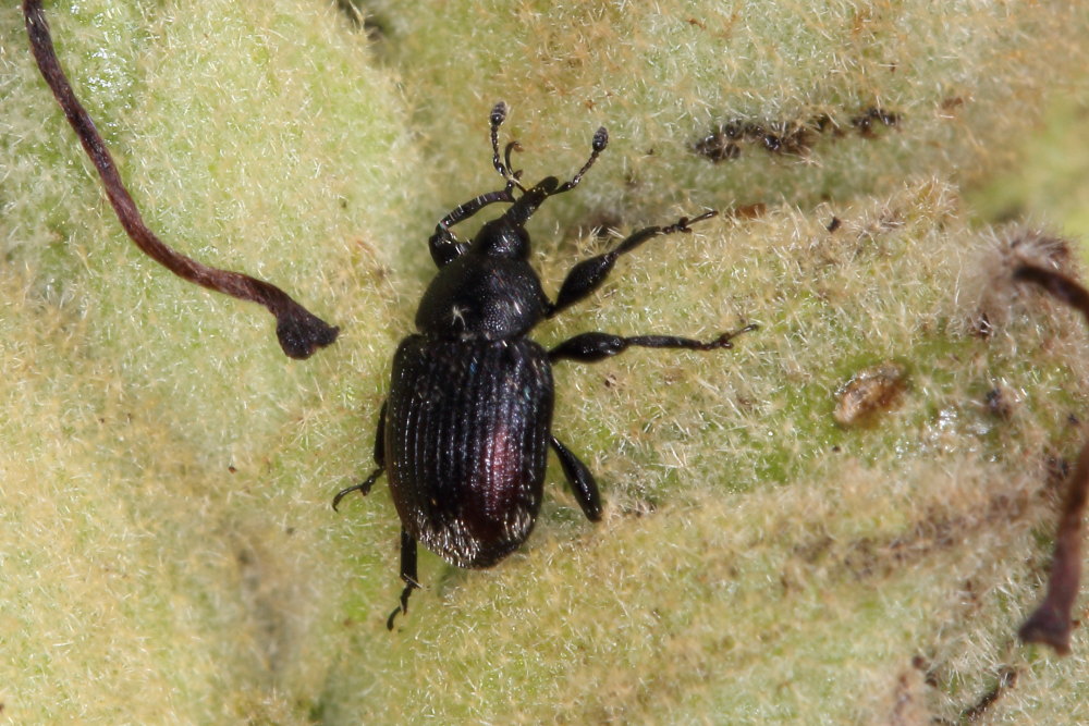 Curculionidae:  Rhinusa cfr. tetra