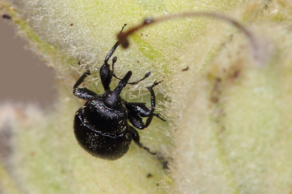 Curculionidae:  Rhinusa cfr. tetra