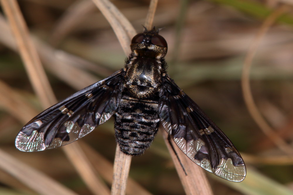 Bombiliide: Exoprosopa jacchus o Exoprosopa italica?...Exoprosopa jacchus