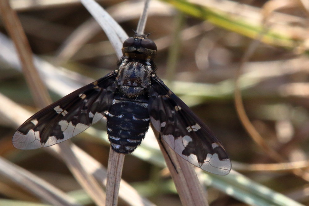 Bombiliide: Exoprosopa jacchus o Exoprosopa italica?...Exoprosopa jacchus