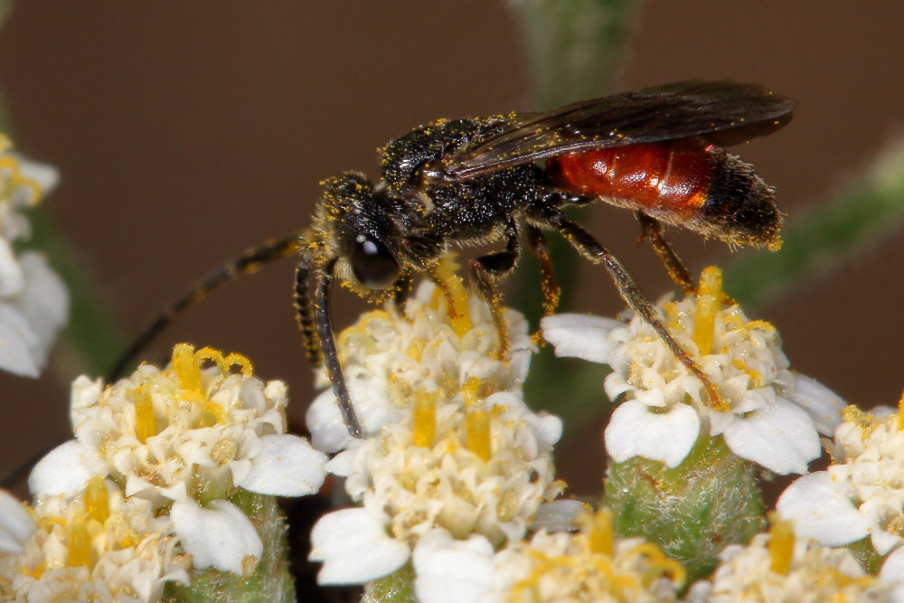 Da identificare: Sphecodes sp. (Apidae Halictinae)