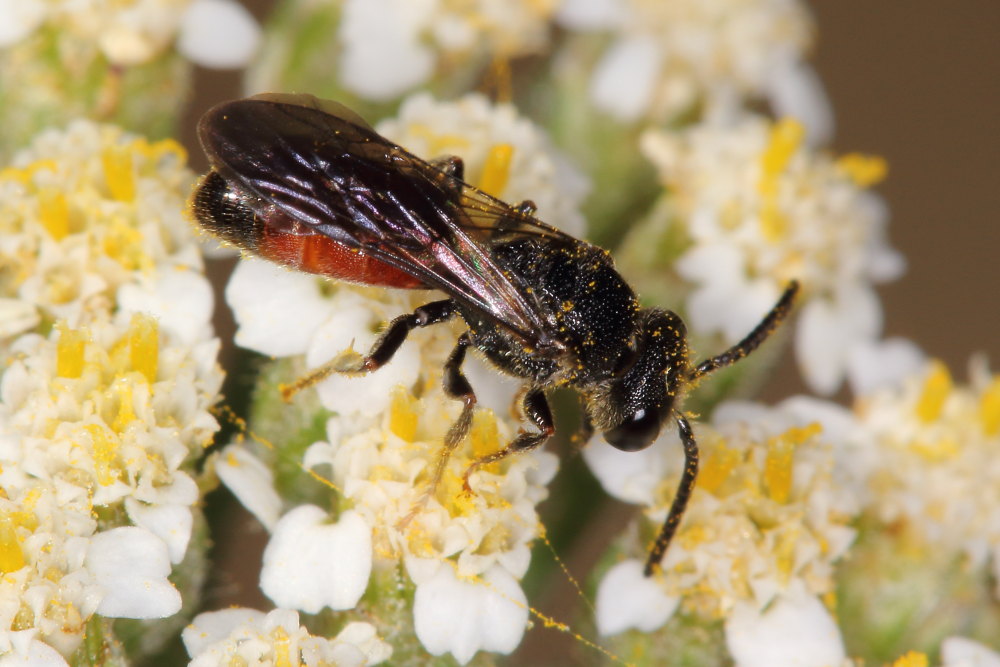 Da identificare: Sphecodes sp. (Apidae Halictinae)